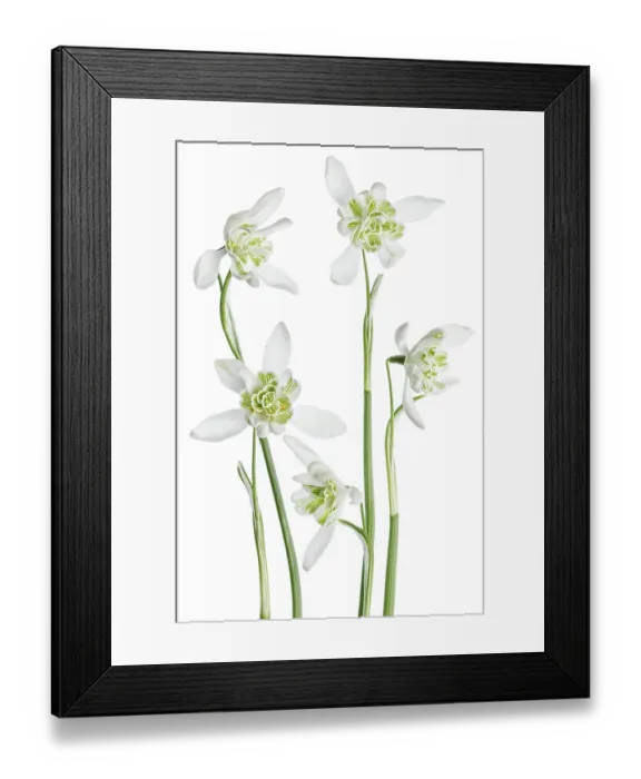 Framed Print : Snowdrops. Close up of the beautiful Spring flowering Double Snowdrop Galanthus Framed Print : Snowdrops. Close up of the beautiful Spring flowering Double Snowdrop Galanthus