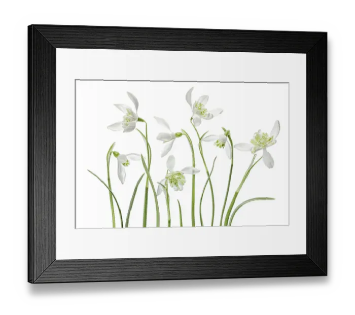 Framed Print : Snowdrops. An arrangement of beautiful Spring flowering Snowdrop Galanthus Nivalis