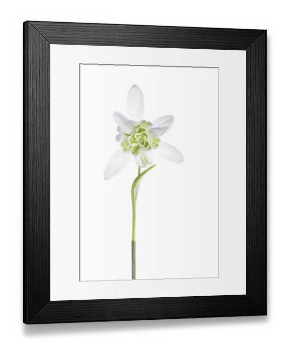 Framed Print : Snowdrops. Close up of the beautiful Spring flowering Double Snowdrop Galanthus Framed Print : Snowdrops. Close up of the beautiful Spring flowering Double Snowdrop Galanthus
