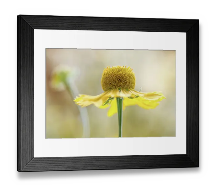 Framed Print : Helenium flower Framed Print : Helenium flower