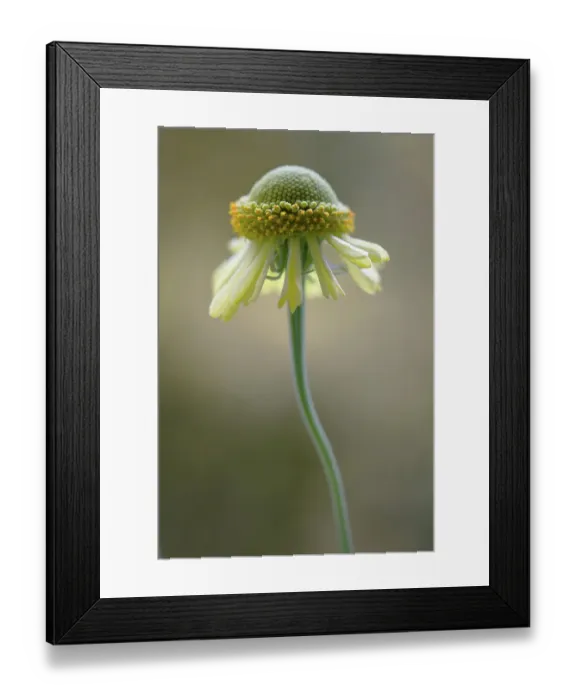Framed Print : Helenium flower Framed Print : Helenium flower