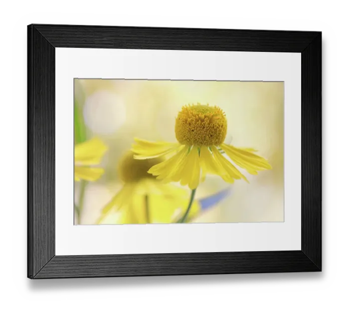 Framed Print : Helenium flower Framed Print : Helenium flower