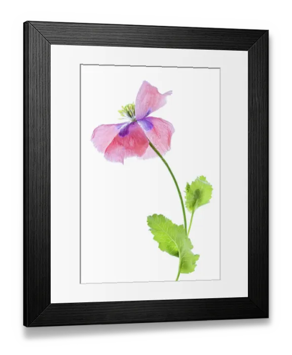 Framed Print : Poppy. A high key close up of a single Poppy (Papaver) flower Framed Print : Poppy. A high key close up of a single Poppy (Papaver) flower