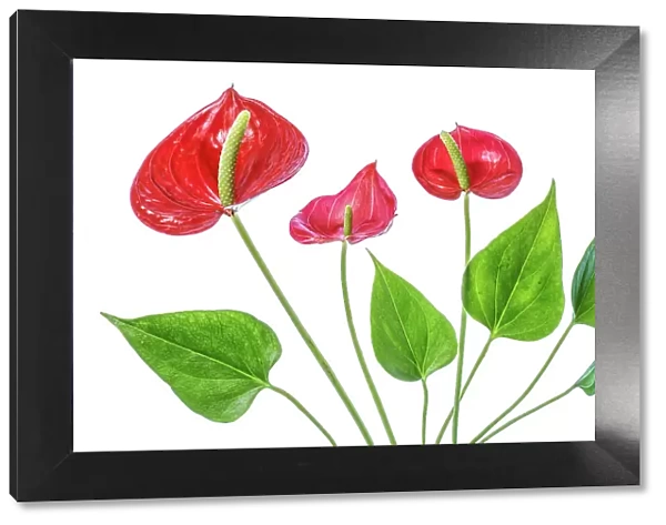 Anthurium. Close up of the Anthurium plant, an evergreen perennial with large lobed leaves