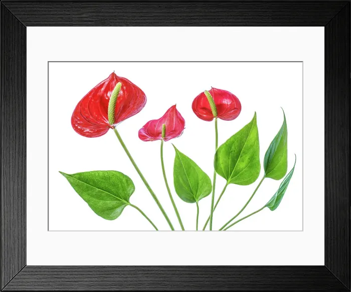 Framed Print : Anthurium. Close up of the Anthurium plant, an evergreen perennial with large lobed leaves Framed Print : Anthurium. Close up of the Anthurium plant, an evergreen perennial with large lobed leaves