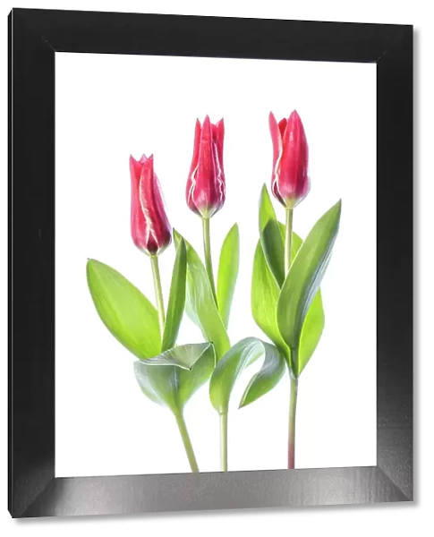 Tulips. Beautiful spring flowering crimson red and pale cream blooms of the Tulip 