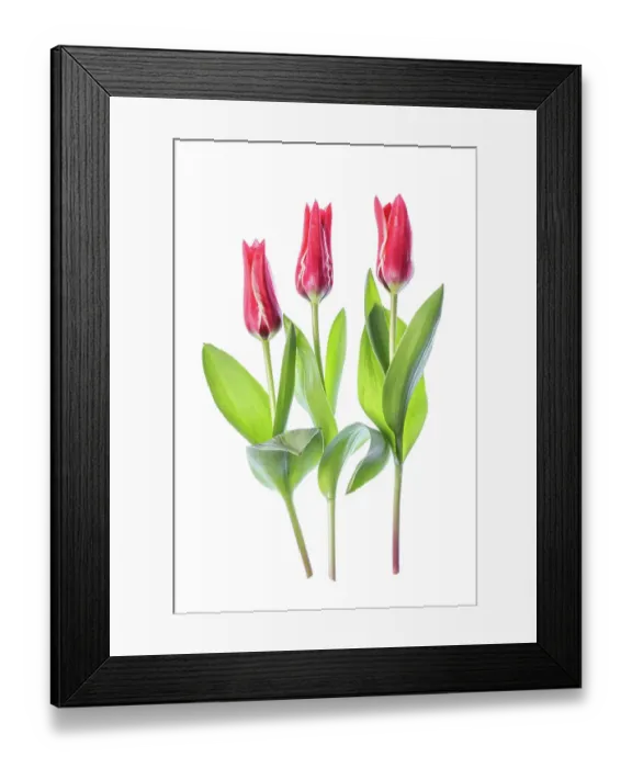 Framed Print : Tulips. Beautiful spring flowering crimson red and pale cream blooms of the Tulip Framed Print : Tulips. Beautiful spring flowering crimson red and pale cream blooms of the Tulip
