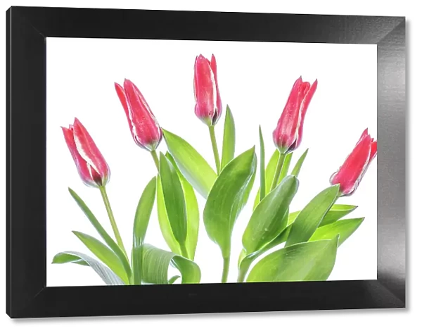 Tulips. Beautiful spring flowering crimson red and pale cream blooms of the Tulip 