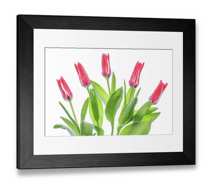 Framed Print : Tulips. Beautiful spring flowering crimson red and pale cream blooms of the Tulip Framed Print : Tulips. Beautiful spring flowering crimson red and pale cream blooms of the Tulip