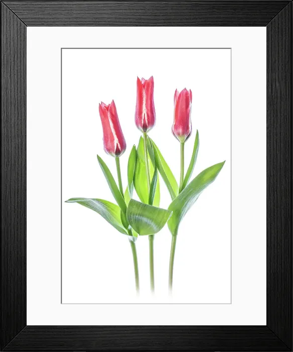 Framed Print : Tulips. Beautiful spring flowering crimson red and pale cream blooms of the Tulip 