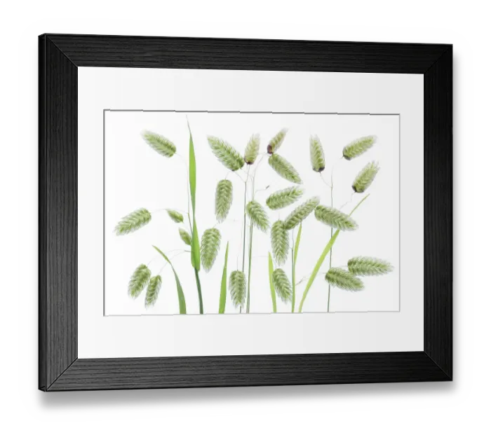 Framed Print : Briza Maxima (Quaking Grass) Framed Print : Briza Maxima (Quaking Grass)