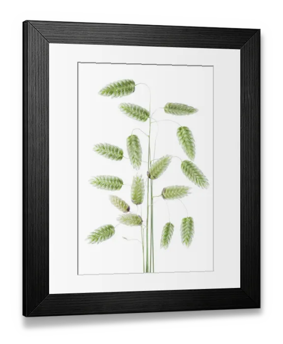 Framed Print : Briza Maxima (Quaking Grass) Framed Print : Briza Maxima (Quaking Grass)
