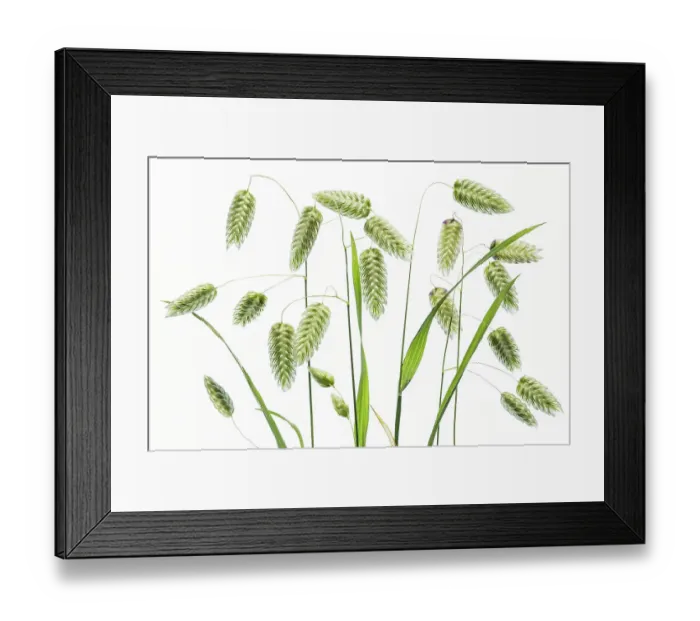 Framed Print : Briza Maxima (Quaking Grass) Framed Print : Briza Maxima (Quaking Grass)