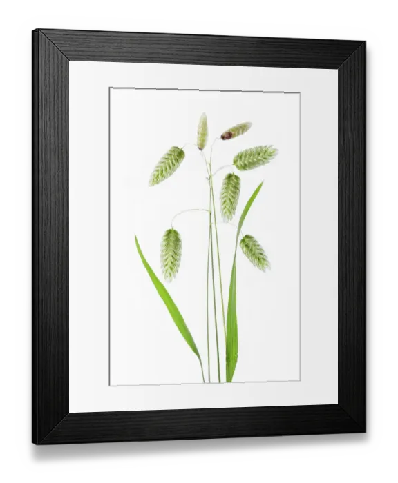 Framed Print : Briza Maxima (Quaking Grass) Framed Print : Briza Maxima (Quaking Grass)