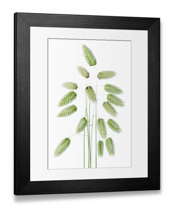 Framed Print : Briza Maxima (Quaking Grass) Framed Print : Briza Maxima (Quaking Grass)
