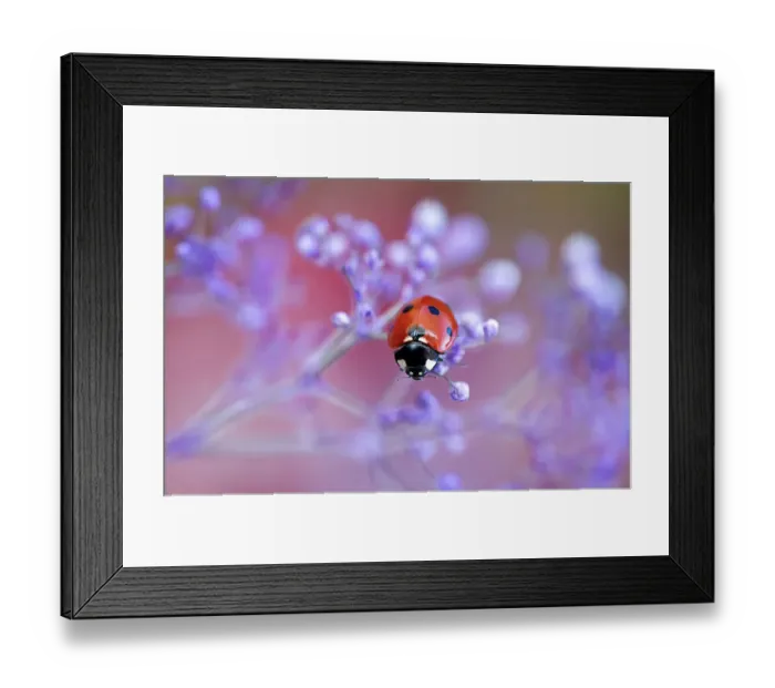 Framed Print : Ladybird climbing among Gypsophila Framed Print : Ladybird climbing among Gypsophila