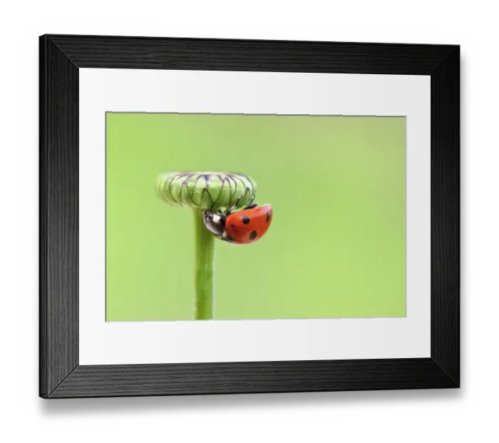 Framed Print : Ladybird (Ladybug) Framed Print : Ladybird (Ladybug)