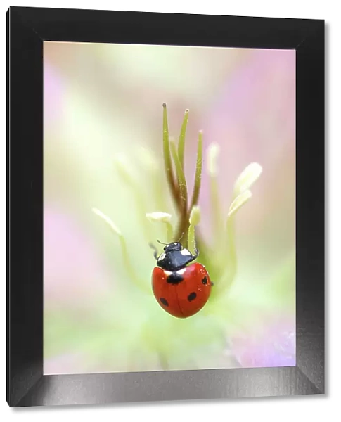 Ladybird (Ladybug) resting on Hellebore bloom