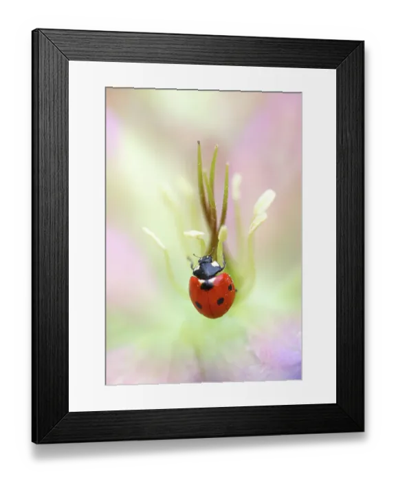 Framed Print : Ladybird (Ladybug) resting on Hellebore bloom Framed Print : Ladybird (Ladybug) resting on Hellebore bloom