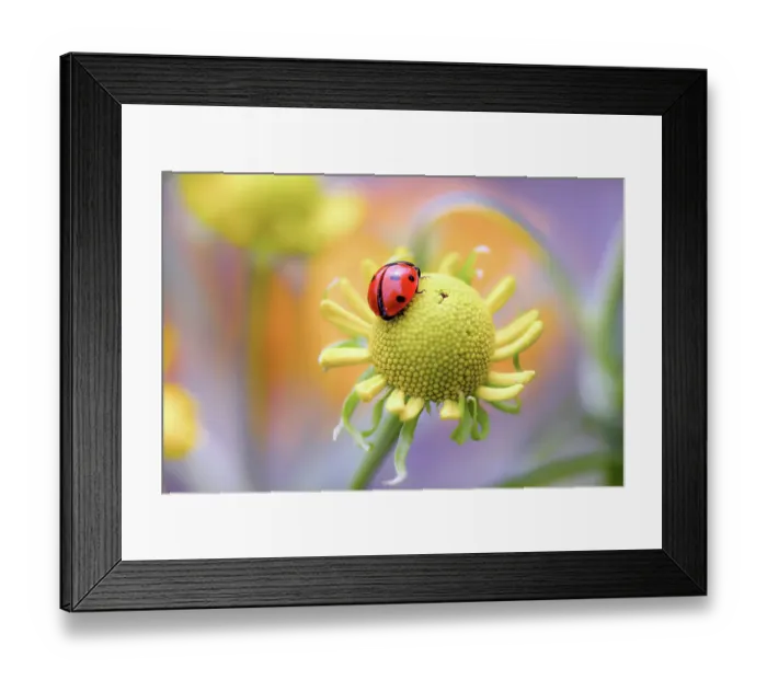 Framed Print : Ladybird (Ladybug) Framed Print : Ladybird (Ladybug)