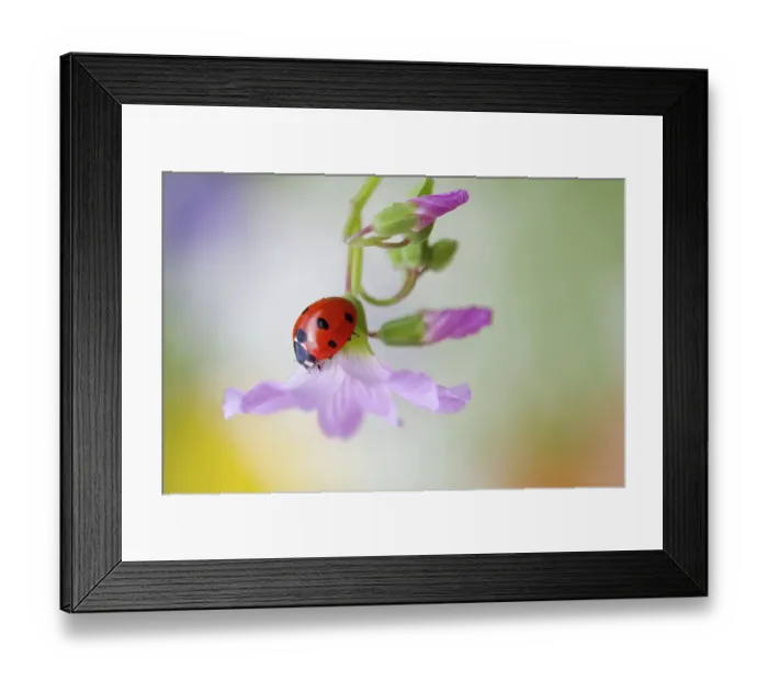 Framed Print : Ladybird (Ladybug) Framed Print : Ladybird (Ladybug)