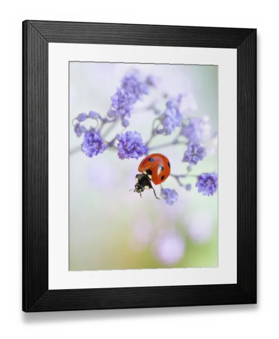 Framed Print : Ladybird climbing among Gypsophila Framed Print : Ladybird climbing among Gypsophila
