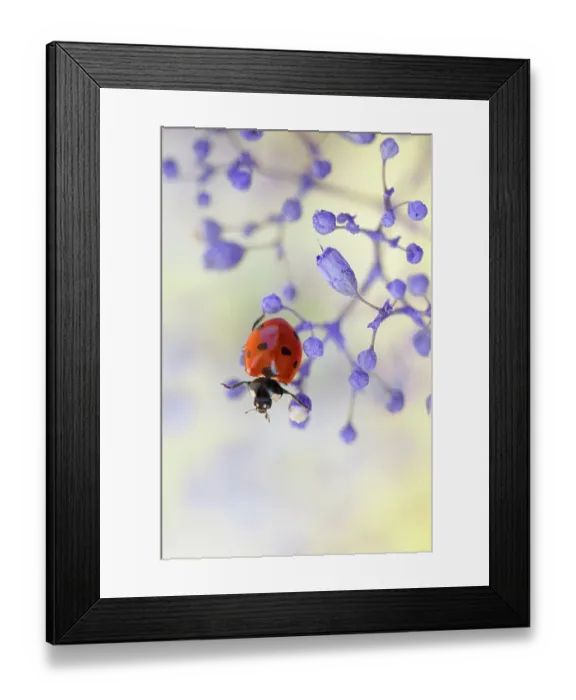 Framed Print : Ladybird climbing among Gypsophila Framed Print : Ladybird climbing among Gypsophila