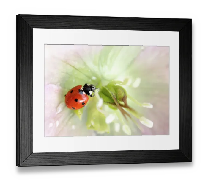 Framed Print : Ladybird (Ladybug) resting on Hellebore bloom Framed Print : Ladybird (Ladybug) resting on Hellebore bloom