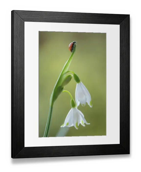Framed Print : Ladybird climbing on a Leucojum flower Framed Print : Ladybird climbing on a Leucojum flower