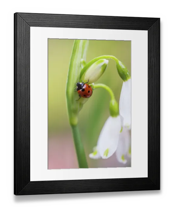 Framed Print : Ladybird climbing on a Leucojum flower Framed Print : Ladybird climbing on a Leucojum flower