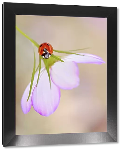 Ladybird (Ladybug)
