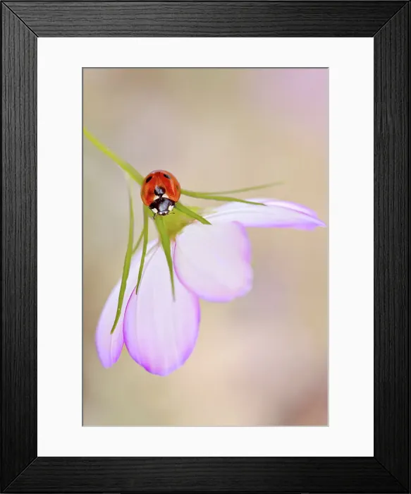 Framed Print : Ladybird (Ladybug) Framed Print : Ladybird (Ladybug)