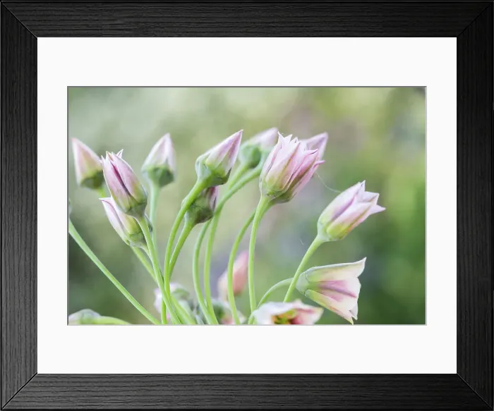 Framed Print : Nectaroscordum Siculum Framed Print : Nectaroscordum Siculum