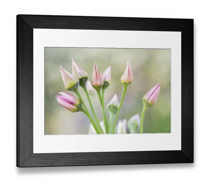 Framed Print : Nectaroscordum Siculum Framed Print : Nectaroscordum Siculum