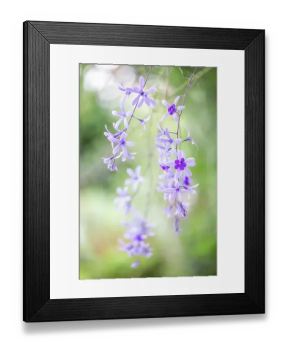 Framed Print : Petrea volubilis Framed Print : Petrea volubilis