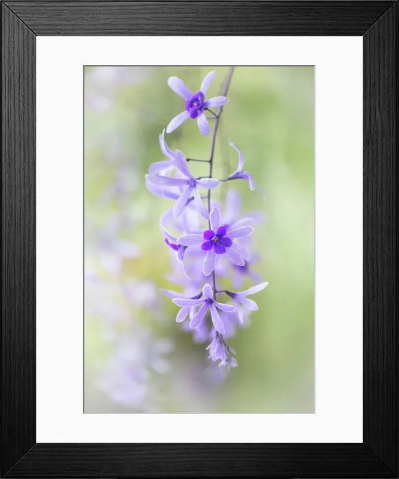Framed Print : Petrea volubilis Framed Print : Petrea volubilis