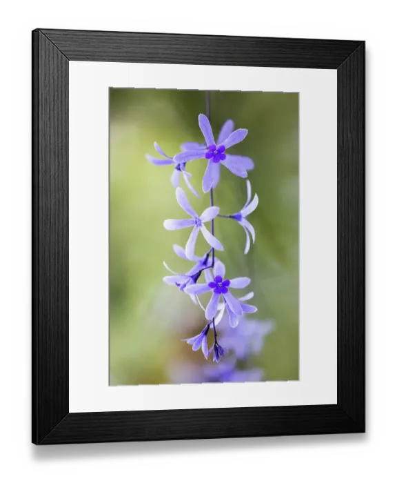 Framed Print : Petrea volubilis Framed Print : Petrea volubilis