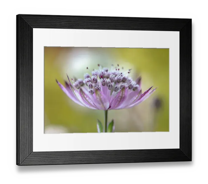 Framed Print : Astrantia major Framed Print : Astrantia major