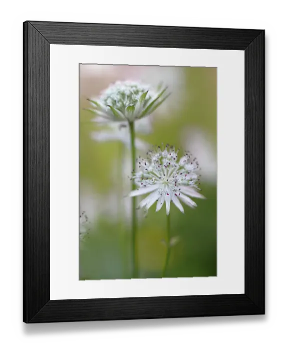 Framed Print : Astrantia major Framed Print : Astrantia major