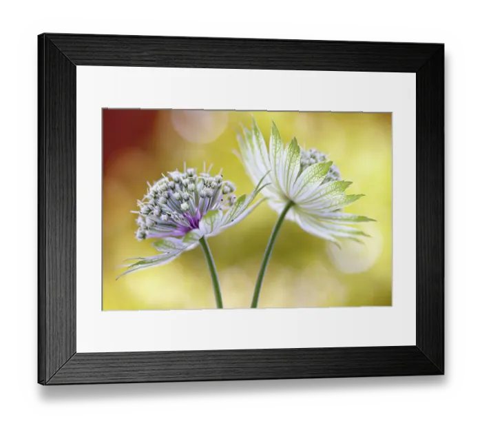 Framed Print : Astrantia major Framed Print : Astrantia major