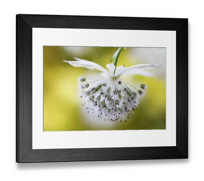 Framed Print : Astrantia major Framed Print : Astrantia major
