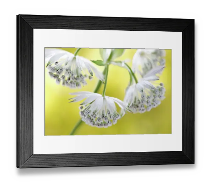 Framed Print : Astrantia major Framed Print : Astrantia major