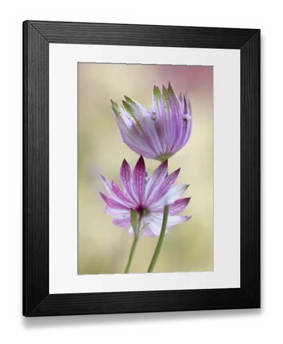 Framed Print : Astrantia major Framed Print : Astrantia major