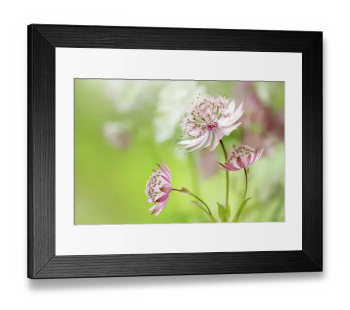 Framed Print : Astrantia major Framed Print : Astrantia major