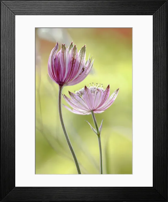 Framed Print : Astrantia major