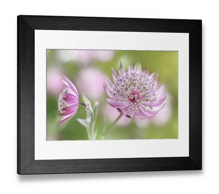 Framed Print : Astrantia major