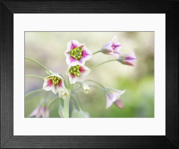 Framed Print : Nectaroscordum (Sicillian honey garlic) Framed Print : Nectaroscordum (Sicillian honey garlic)