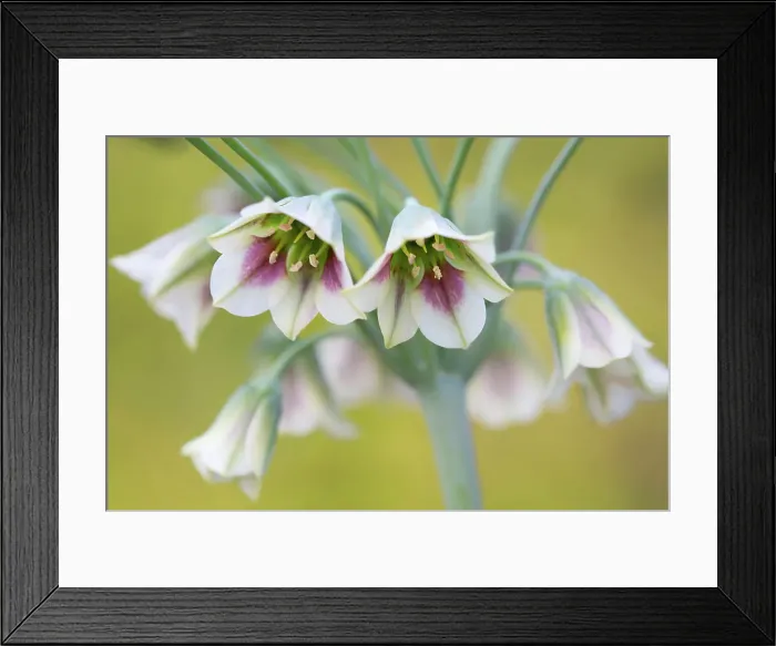 Framed Print : Nectaroscordum (Sicillian honey garlic) Framed Print : Nectaroscordum (Sicillian honey garlic)