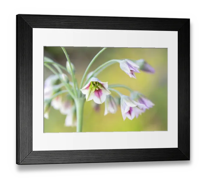 Framed Print : Nectaroscordum (Sicillian honey garlic) Framed Print : Nectaroscordum (Sicillian honey garlic)