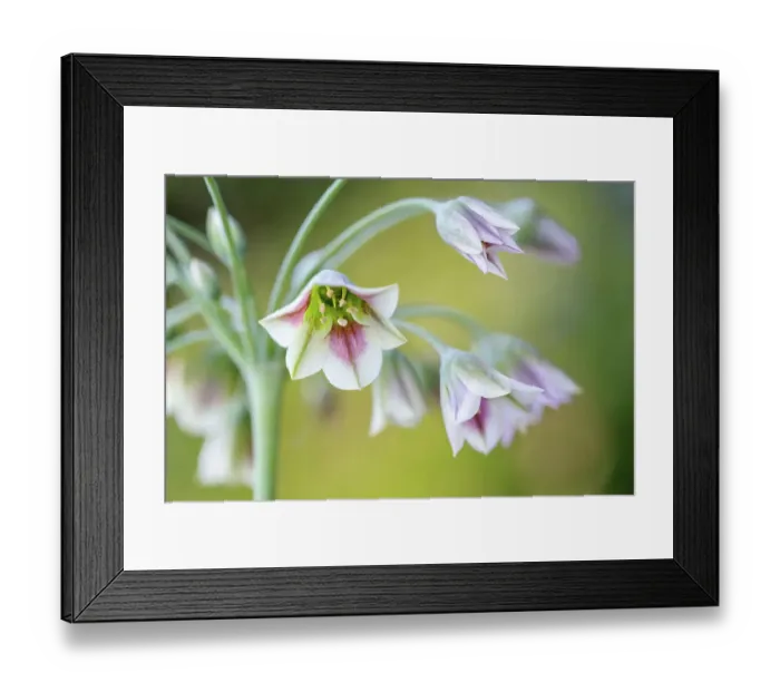 Framed Print : Nectaroscordum (Sicillian honey garlic) Framed Print : Nectaroscordum (Sicillian honey garlic)